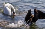 Picture Of The Swan Chasing The Canada Goose Stock Photo