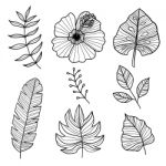 Set Of Botanical  Illustrations, Hand Drawn Style Stock Photo
