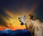 Young Male Lion Roaring On Rock Cliff Mountain Background Stock Photo