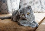 Lop-eared Gray Cat Lying On The Sofa Stock Photo