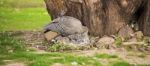 Cape Barren Goose With Her Nest Stock Photo