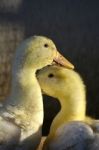 Two Yellow Ducks Stock Photo