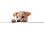 Dog With Empty Board Stock Photo