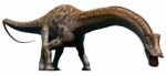 Diplodocus Stock Photo