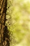 Bunch Of Opiliones Spiders Stock Photo