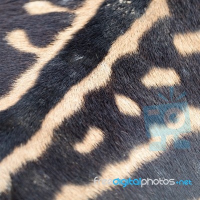 Common Zebra Skin Stock Photo - Royalty Free Image ID 100246413