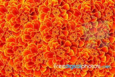 French Marigold Background Stock Photo - Royalty Free Image ID 10064466