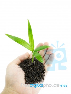Hand And Young Plant Stock Photo