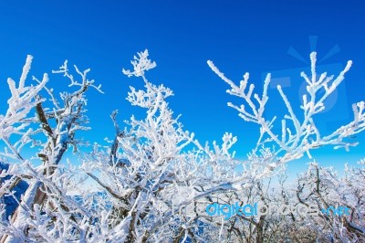 Landscape In Winter,deogyusan In Korea Stock Photo