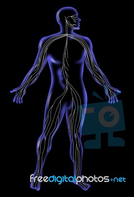 Male Human Anatomy Standing X-ray Style Stock Image