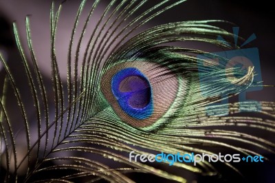 Peacock Feather Stock Photo - Royalty Free Image ID 10035555