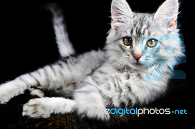 Pussy Cat Stock Photo Royalty Free Image Id