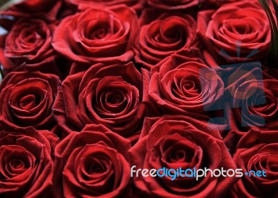 Red Roses Stock Photo