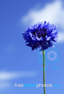 Sky Blue Flower Stock Photo - Royalty Free Image ID 10018197
