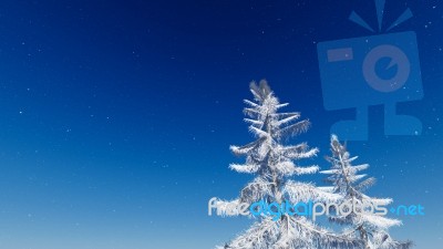 Winter Pine Stock Photo