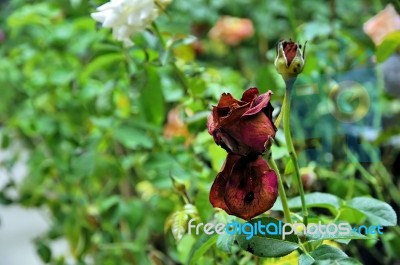 Withered Rose Stock Photo