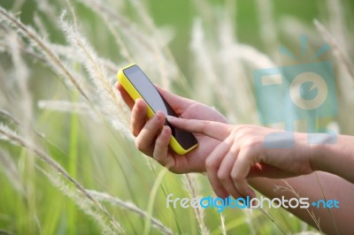 Women's Hand Using Smart Phone With Reeds Background Stock Photo