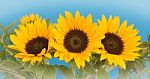 3 Sunflowers Stock Photo