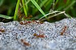 Ants Stock Photo