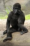 Baby Gorilla Stock Photo