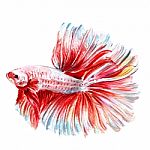 Betta Fish Watercolor Stock Photo