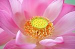 Close-up Of Blossom Pink Lotus Flowers Stock Photo