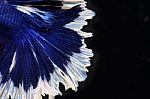 Close Up Of Colorful Betta Tail Isolated On Black Background Stock Photo