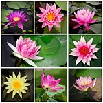 Collection Lotus Stock Photo