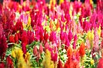 Colorful Celosia Flower In Garden Stock Photo