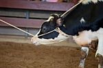 Cowboy Lassoing Cow Stock Photo