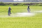 Farmers Spraying Pesticide Stock Photo