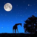 Giraffe Shadow At Night Stock Photo