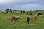 Icelandic Horses Stock Photo