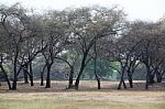 Landscape Of Dry Tree Stock Photo