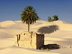 Palm Tree In Desert Stock Photo