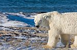 Polar Bear  Stock Photo