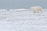 Polar Bear Walking Stock Photo