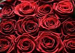 Red Roses Stock Photo