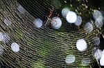 Spider Building Spider Web With Beautiful Bokeh Background Stock Photo