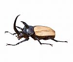 Stag Beetle Stock Photo