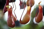 Tropical Pitcher Plant Stock Photo