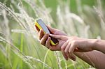 Women's Hand Using Smart Phone With Reeds Background Stock Photo