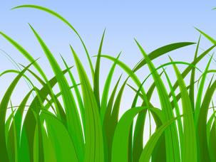 Grass