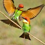 Chestnut-headed Bee-eater Stock Photo