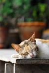 Sleeping Cat Stock Photo