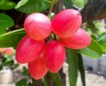 Carunda Or Karonda  (bengal-currants) Pink Fruit On Tree In The Garden.fruit For Health And High Vitamin Stock Photo