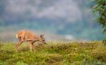 Little Deer Stock Photo