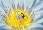 Bee On Lotus Stock Photo