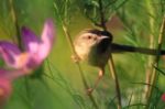 Birds In Nature Stock Photo