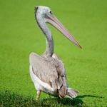 Spot-billed Pelican Stock Photo